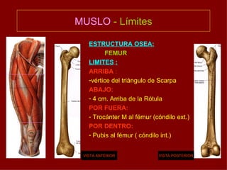 MUSLO  - Límites ESTRUCTURA OSEA:   FEMUR LIMITES   : ARRIBA  :   vértice del triángulo de Scarpa ABAJO: 4 cm. Arriba de la Rótula POR FUERA: Trocánter M al fémur (cóndilo ext.) POR DENTRO: Pubis al fémur ( cóndilo int.) VISTA ANTERIOR VISTA POSTERIOR 