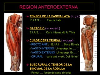 REGION ANTEROEXTERNA   a-   TENSOR DE LA FASCIA LATA   (n. g.s.)   E.I.A.S  …….Fascia Lata b-   SARTORIO   ( n. mc ext.) E.I.A.S. …… Cara interna de la Tibia c-   CUADRICEPS CRURAL   ( n.crural) - RECTO ANT .:  E.I.A.I …. Base Rótula -  VASTO INTERNO   Línea ásp. Int …  “  -  VASTO EXTERNO   Línea ásp. Ext. .. “ -  CRURAL   cara ant. y ext. Del fémur “ d-   SUBCRURAL O TENSOR DE LA   SINOVIAL DE LA RODILLA - Fémur … fondo de saco sinovial 