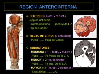 REGION  ANTEROINTERNA   a-  PECTINEO   ( n.obt. y m.c.int.) -espina del pubis - cresta pectínea  Línea M de L.A. - lig de Cooper B-  RECTO INTERNO   ( n. obturador) - Pubis  …..  Pata de Ganso C-  ADDUCTORES : -  MEDIANO  o 1°  ( n.obt. y m.c.int ) Pubis ….. 1/3 medio de la L. A. -  MENOR   o 2°  (n. obturador) Pubis ….  1/3 sup. De la L.A. -  MAYOR  o 3°  ( n. obt. y ciático M ) T.isquiática …… L.A. 