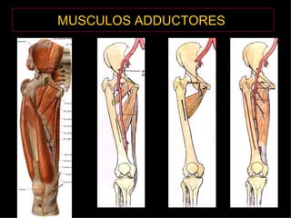 MUSCULOS ADDUCTORES   