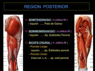 REGION  POSTERIOR   A-   SEMITENDINOSO   ( n.ciático M ) - Isquión  ….. Pata de Ganso B-   SEMIMEMBRANOSO   ( n.ciático M ) - Isquión  …. Ap. Estiloides Peroné C-   BICEPS CRURAL   ( n. ciático M ) - Porción Larga : isquión  … ap. Estiloides peroné - Porción Corta: línea ext. L.A. …ap. estil.peroné 