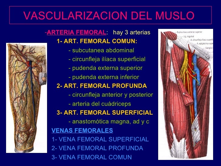 8 Muslo