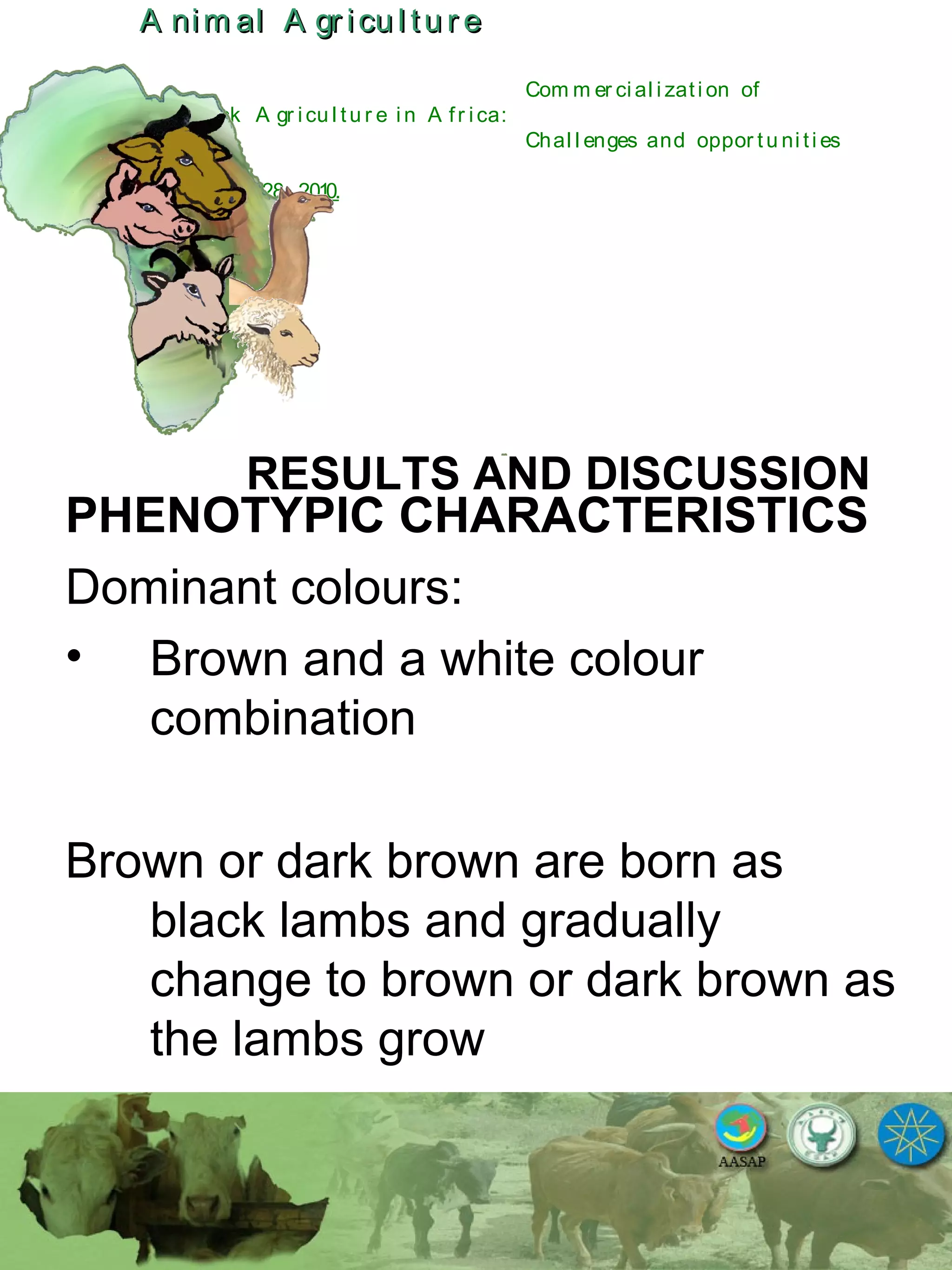 A nim al A gr icu l tu r eA nim al A gr icu l tu r e
Com m er ci al i zati on of
L i v estock A gr i cu l tu r e i n A fr i ca:
Chal l enges and oppor tu ni ti es
October 25-28, 2010.
RESULTS AND DISCUSSION
PHENOTYPIC CHARACTERISTICS
Dominant colours:
• Brown and a white colour
combination
Brown or dark brown are born as
black lambs and gradually
change to brown or dark brown as
the lambs grow
 