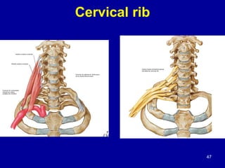 Test For Cervical Rib 8 neck examination | PPTX