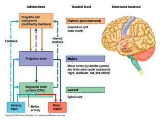 Effects and adaptations of Nervous System to exercise | PPT