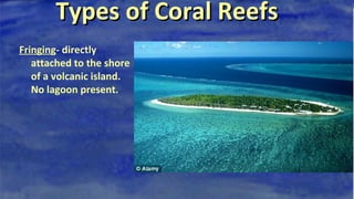 Types of Coral ReefsTypes of Coral Reefs
Fringing- directly
attached to the shore
of a volcanic island.
No lagoon present.
 