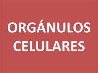 ORGÁNULOS
CELULARES

 