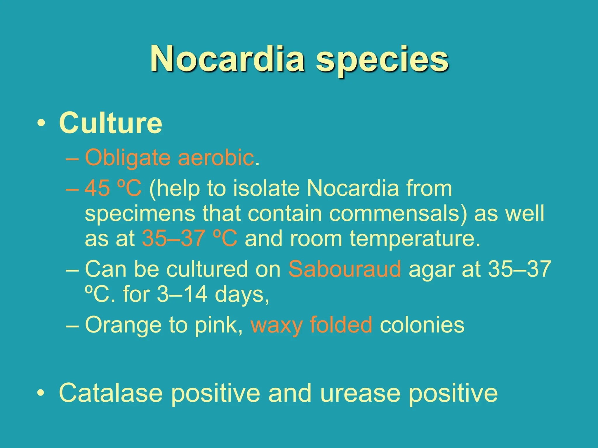 Nocardia species
• Culture
– Obligate aerobic.
– 45 ºC (help to isolate Nocardia from
specimens that contain commensals) as well
as at 35–37 ºC and room temperature.
– Can be cultured on Sabouraud agar at 35–37
ºC. for 3–14 days,
– Orange to pink, waxy folded colonies
• Catalase positive and urease positive
 