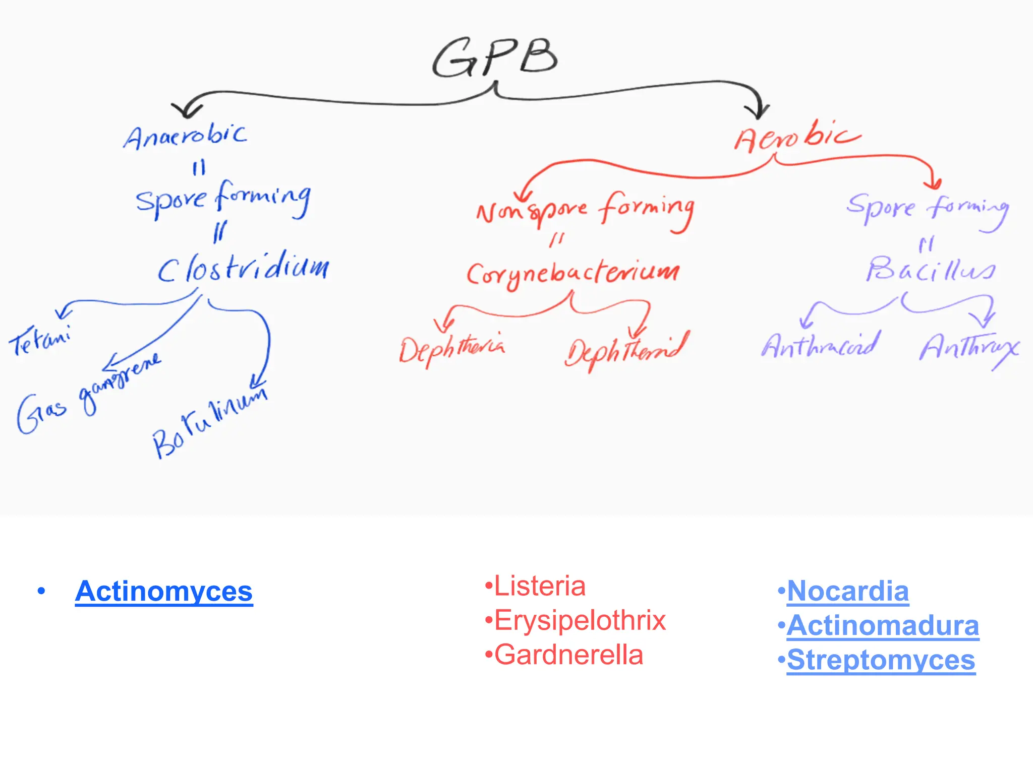 • Actinomyces •Listeria
•Erysipelothrix
•Gardnerella
•Nocardia
•Actinomadura
•Streptomyces
 