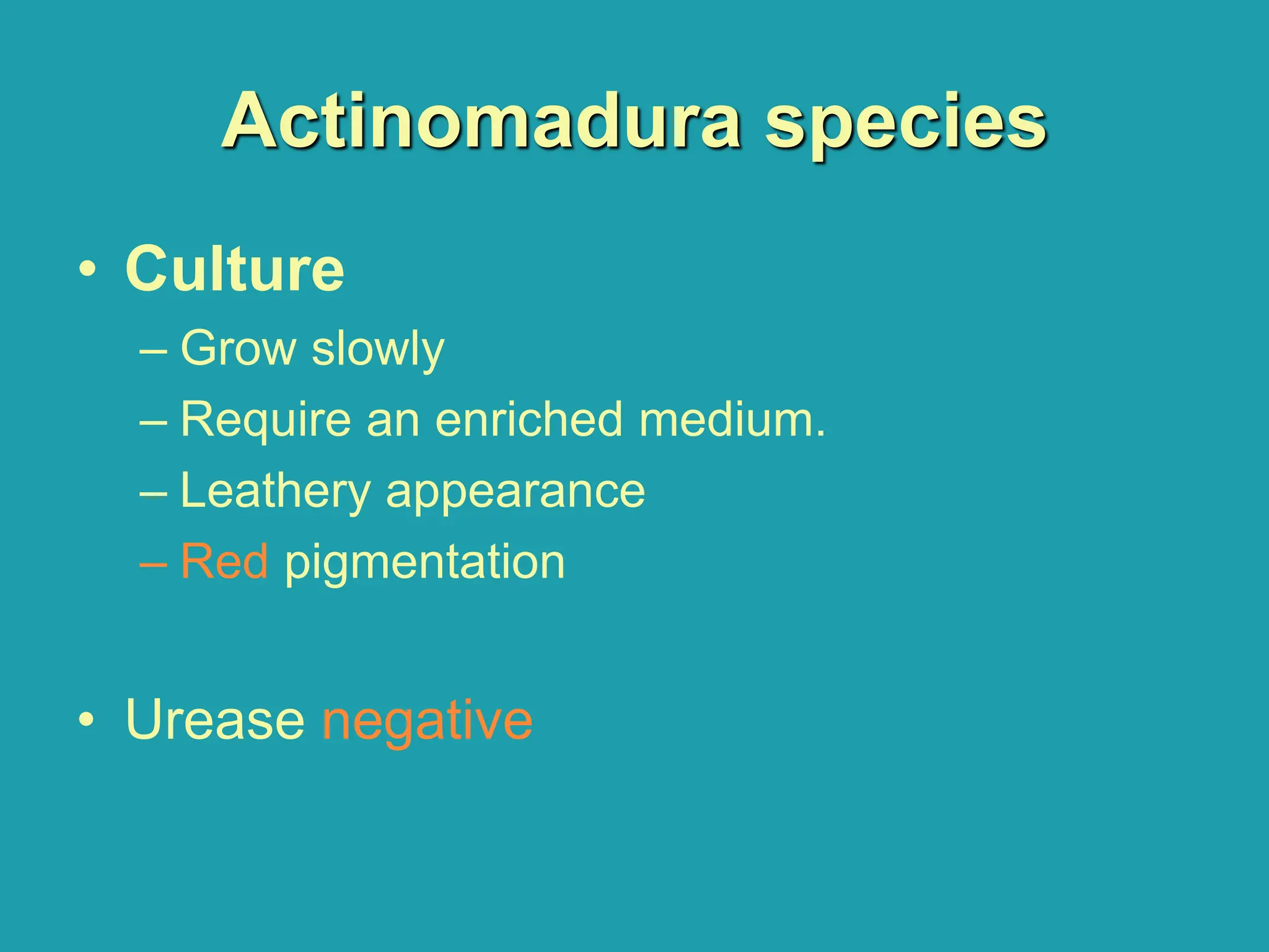 Actinomadura species
• Culture
– Grow slowly
– Require an enriched medium.
– Leathery appearance
– Red pigmentation
• Urease negative
 