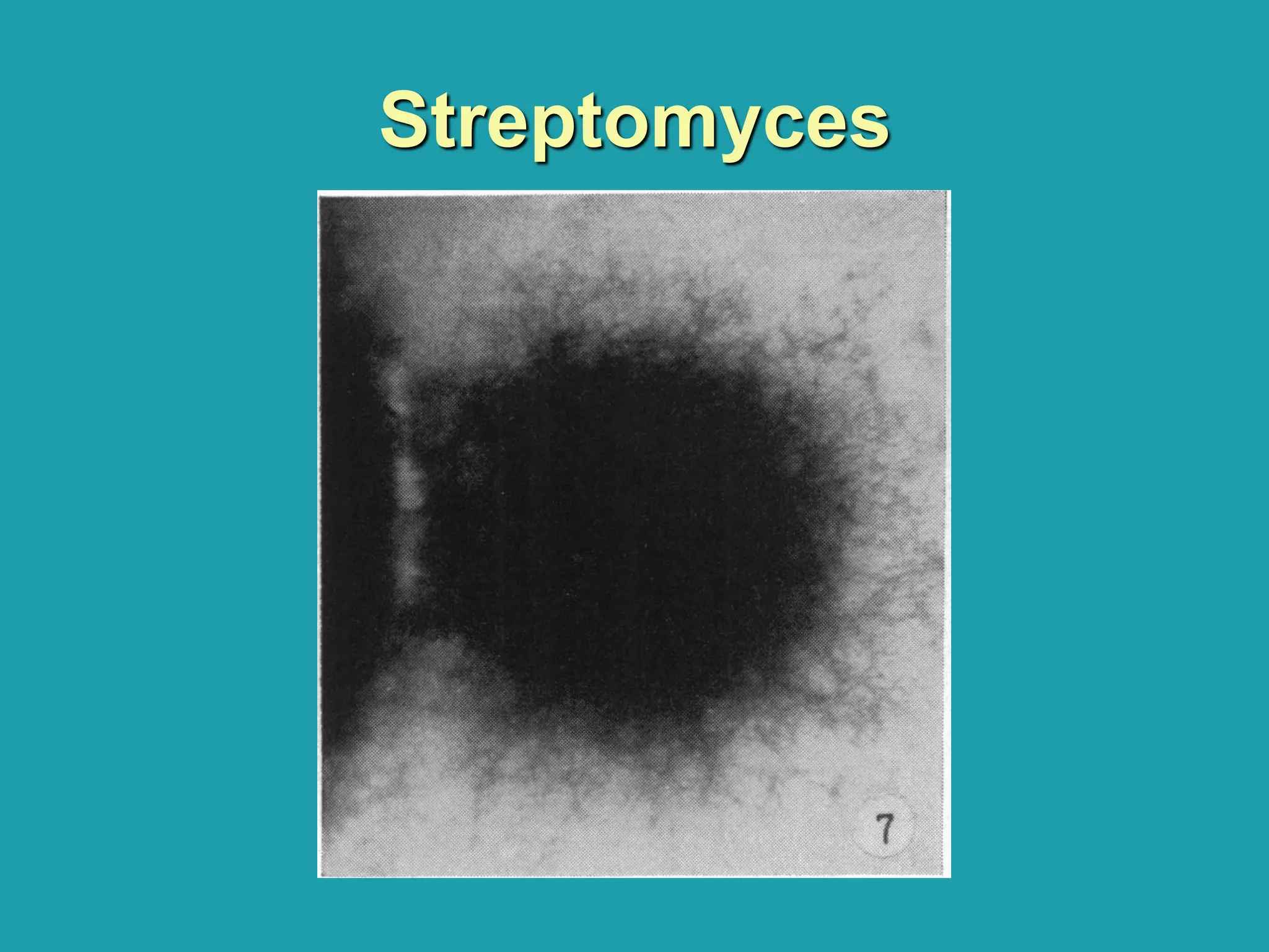 Streptomyces
 