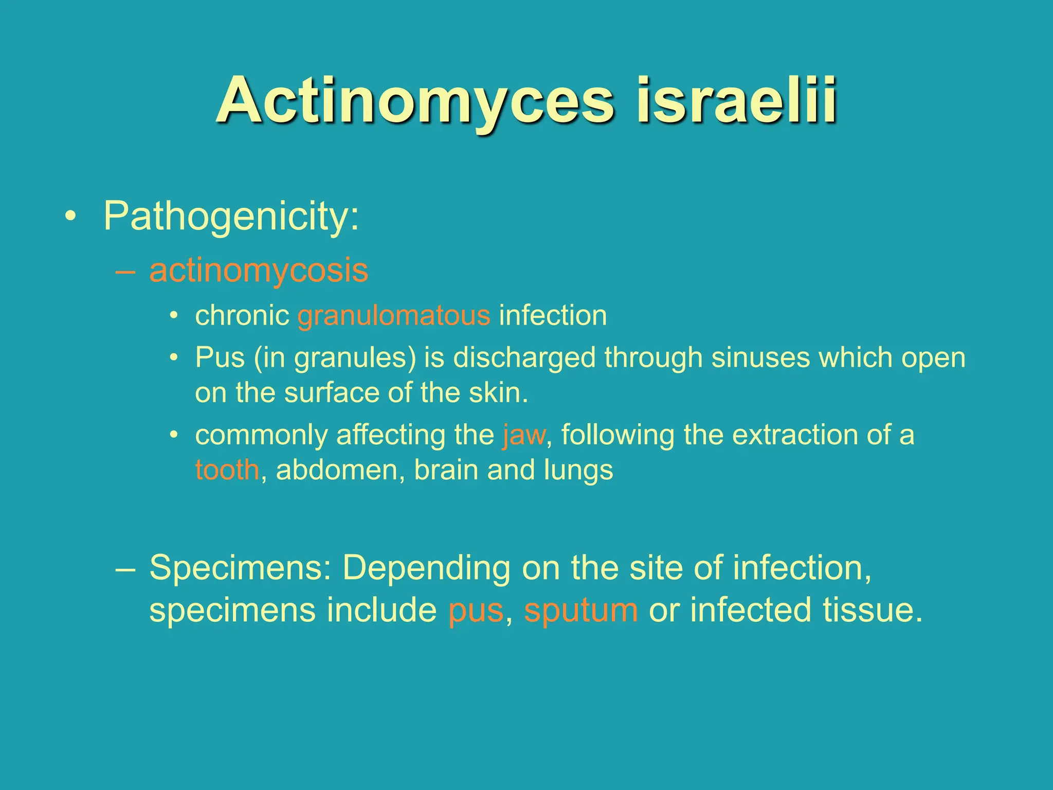 Actinomyces israelii
• Pathogenicity:
– actinomycosis
• chronic granulomatous infection
• Pus (in granules) is discharged through sinuses which open
on the surface of the skin.
• commonly affecting the jaw, following the extraction of a
tooth, abdomen, brain and lungs
– Specimens: Depending on the site of infection,
specimens include pus, sputum or infected tissue.
 