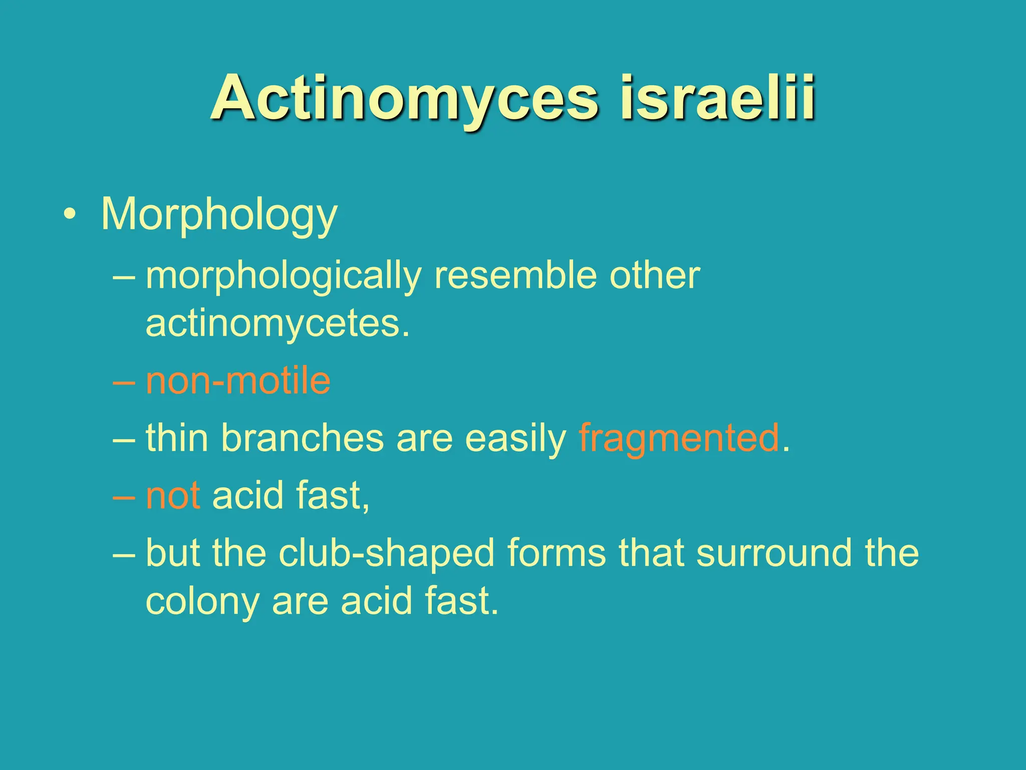 Actinomyces israelii
• Morphology
– morphologically resemble other
actinomycetes.
– non-motile
– thin branches are easily fragmented.
– not acid fast,
– but the club-shaped forms that surround the
colony are acid fast.
 