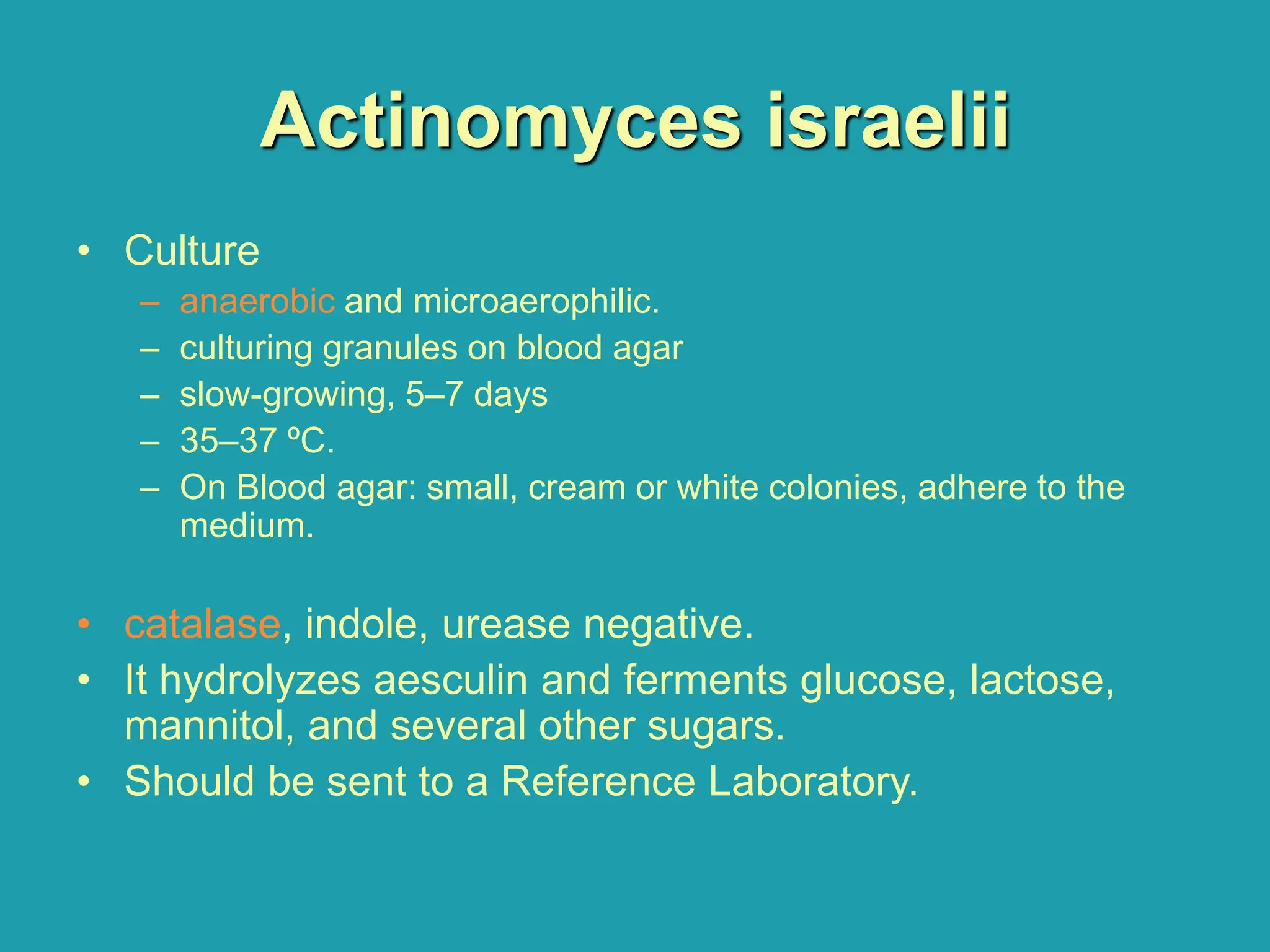 Actinomyces israelii
• Culture
– anaerobic and microaerophilic.
– culturing granules on blood agar
– slow-growing, 5–7 days
– 35–37 ºC.
– On Blood agar: small, cream or white colonies, adhere to the
medium.
• catalase, indole, urease negative.
• It hydrolyzes aesculin and ferments glucose, lactose,
mannitol, and several other sugars.
• Should be sent to a Reference Laboratory.
 
