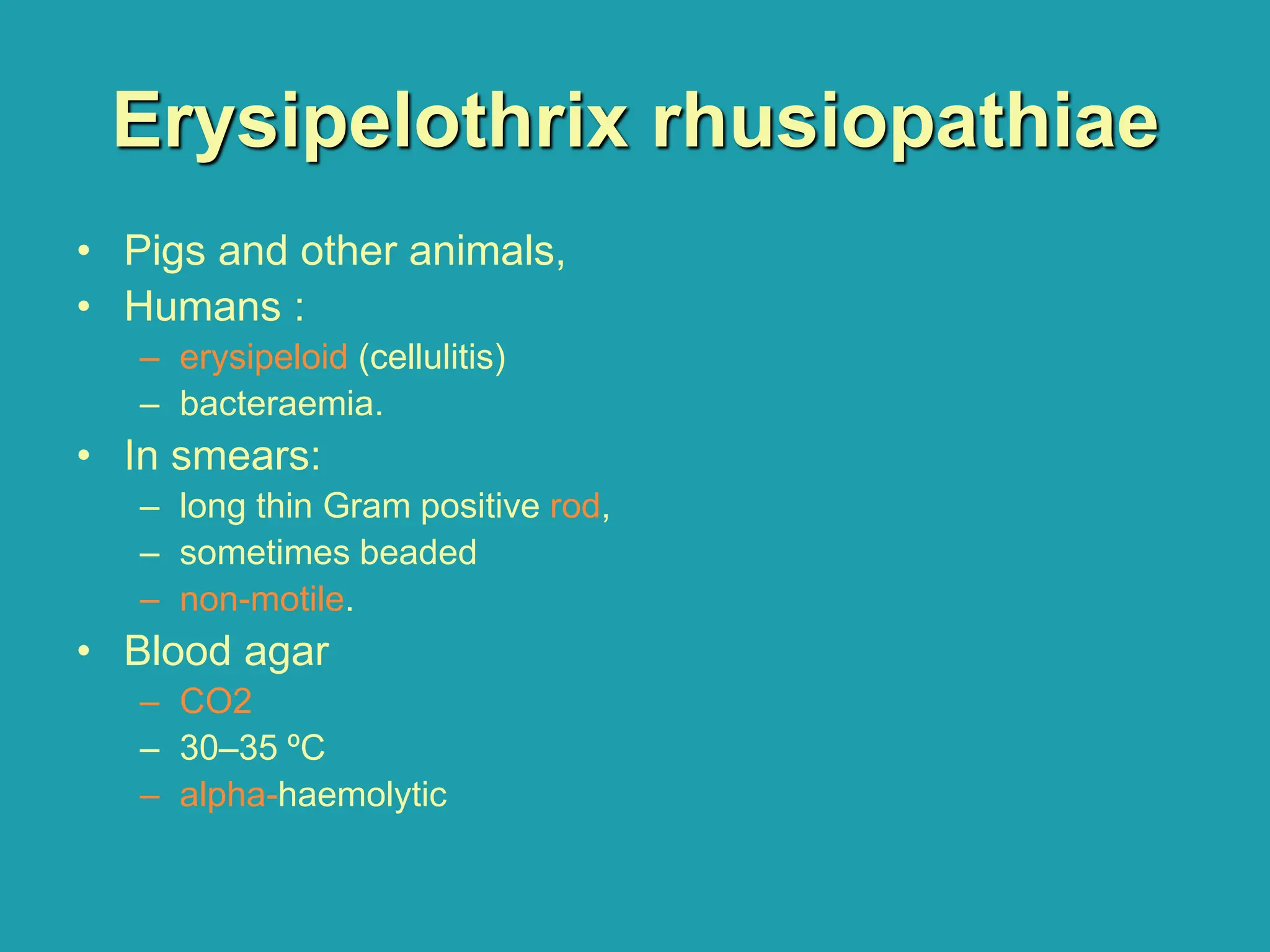 Erysipelothrix rhusiopathiae
• Pigs and other animals,
• Humans :
– erysipeloid (cellulitis)
– bacteraemia.
• In smears:
– long thin Gram positive rod,
– sometimes beaded
– non-motile.
• Blood agar
– CO2
– 30–35 ºC
– alpha-haemolytic
 