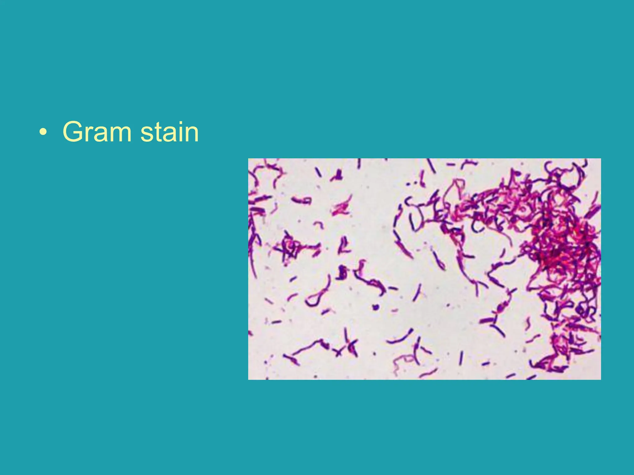 • Gram stain
 