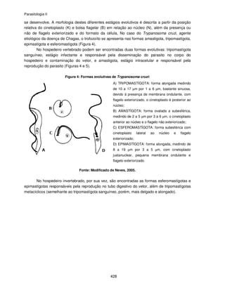Parasitologia II
428
se desenvolve. A morfologia destes diferentes estágios evolutivos é descrita a partir da posição
relativa do cinetoplasto (K) e bolsa flagelar (B) em relação ao núcleo (N), além da presença ou
não de flagelo exteriorizado e do formato da célula, No caso do Trypanosoma cruzi, agente
etiológico da doença de Chagas, o trofozoíto se apresenta nas formas amastigota, tripomastígota,
epimastígota e esferomastígota (Figura 4).
No hospedeiro vertebrado podem ser encontradas duas formas evolutivas: tripomastígota
sanguíneo, estágio infectante e responsável pela disseminação do parasito no corpo do
hospedeiro e contaminação do vetor, e amastigota, estágio intracelular e responsável pela
reprodução do parasito (Figuras 4 e 5).
Figura 4: Formas evolutivas de Trypanosoma cruzi:
A) TRIPOMASTÍGOTA: forma alongada medindo
de 10 a 17 µm por 1 a 6 µm, bastante sinuosa,
devido à presença de membrana ondulante, com
flagelo exteriorizado, o cinetoplasto é posterior ao
núcleo;
B) AMASTÍGOTA: forma ovalada a subesférica,
medindo de 2 a 5 µm por 3 a 6 µm, o cinetoplasto
anterior ao núcleo e o flagelo não exteriorizado;
C) ESFEROMASTÍGOTA: forma subesférica com
cinetoplasto lateral ao núcleo e flagelo
exteriorizado;
D) EPIMASTÍGOTA: forma alongada, medindo de
8 a 19 µm por 3 a 5 µm, com cinetoplasto
justanuclear, pequena membrana ondulante e
flagelo exteriorizado.
Fonte: Modificado de Neves, 2005.
No hospedeiro invertebrado, por sua vez, são encontradas as formas esferomastígotas e
epimastígotas responsáveis pela reprodução no tubo digestivo do vetor, além de tripomastígotas
metacíclicos (semelhante ao tripomastígota sanguíneo, porém, mais delgado e alongado).
 