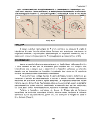 Parasitologia II
429
Figura 5: Estágios evolutivos do Trypanosoma cruzi: A) Epimastígota (Ep) e tripomastígota (Tp)
como vistos em cultura axênica (sem células); B) Amastígotas intracelulares como observados em
corte histológico de miocárdio; C) Amastígota. Legenda: K. cinetoplasto; N. núcleo; B. bolsa flagelar
Fonte: Autor.
FISIOLOGIA
O estágio evolutivo tripomastígota de T. cruzi encontra-se tão adaptado à função de
infecção que é incapaz de sofrer divisão binária. Por outro lado, amastigotas intracelulares, no
hospedeiro vertebrado, e epimastígota e esferomastígota, no hospedeiro intermediário, são os
responsáveis pelo aumento da parasitemia. A reprodução se dá apenas por divisão binária.
CICLO BIOLÓGICO
Mesmo se reproduzindo apenas assexuadamente por divisão binária (ciclo monogênico), o
T. cruzi necessita de dois tipos de hospedeiros para completar seu ciclo biológico (ciclo
heteroxênico), pois os estágios que se desenvolvem no hospedeiro vertebrado são diferentes
daqueles que se desenvolvem no hospedeiro invertebrado. Mas, como não há reprodução
sexuada, não podemos chamá-los definitivo ou intermediário.
A principal forma de contágio depende de vetores biológicos, barbeiros triatomíneos que
transportam o parasito em desenvolvimento e eliminam o estágio infectante, tripomastígota
metacíclico, em suas fezes durante o repasto sanguíneo. Os hospedeiros vertebrados incluem
inúmeras espécies de mamíferos. Alguns destes, tatu e gambá, por exemplo, podem se comportar
como reservatórios, ou seja, quando o parasito neles se desenvolve sem que haja prejuízo para
sua saúde. Estes animais mantêm os barbeiros, hospedeiro invertebrado, contaminados.
Portanto, o hospedeiro invertebrado da doença de Chagas são os hemípteros
hematófagos da família dos triatomíneos. O hábito alimentar destes hemípteros é facilmente
identificável a partir da probóscida reta, porém curta, não alcançando a inserção das patas no
tórax do inseto (Figura 6).
 