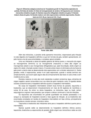 Parasitologia II
439
Figura 9: Diferentes estágios evolutivos do Toxoplasma gondii: A) Taquizoítos aspirados de
pulmão; B) Cistos de tecido; C) Cisto de homogeneizado de cérebro; D) Esquizonte com inúmeros
merozoítos (intestino de gato; E) Gameta masculino biflagelado (intestino de gato); F) Oocisto
imaturo (fezes de gato); G) Oocisto maduro com dois esporocistos contendo esporozoítos. Escala:
barra em A-D: 20 µµµµm: barra em E-G: 10 µµµµm.
Fonte: USA, 2005.
Além dos trofozoítos, o parasito ainda apresenta merozoítos, responsáveis pela infecção
no tubo digestivo do hospedeiro definitivo e que tem formato de gota, também apresentando, em
pelo menos uma de suas extremidades, o complexo apical completo.
Uma vez infectando a célula do epitélio gástrico de felinos jovens, o merozoíto dá origem
ao macrogamonte (feminino) ou ao microgamonte (masculino) e estes dão origem ao
macrogameta (séssil) e aos microgametas (biflagelados) que, após fecundação, darão origem ao
zigoto (2n) séssil, chamado oocisto imaturo. O oocisto ainda imaturo é eliminado junto às fezes do
gato jovem e dentro dele se desenvolverão dois esporocistos com a divisão reducional (n). Serão
gerados, então, 8 esporozoítos, sendo 4 em cada esporocisto, quando o oocisto terminar seu
amadurecimento, que ocorre após alguns dias de armazenamento das fezes no solo úmido e sem
incidência de luz solar.
Oocistos maduros no solo são muito resistentes e podem contaminar água, alimentos de
origem vegetal a serem consumidos crus e as mãos de quem manipula o solo. A ingestão destes
oocistos contamina tanto o hospedeiro definitivo quanto o hospedeiro intermediário.
No corpo do hospedeiro intermediário existem duas formas do parasito, taquizoítos e
bradizoítos, que se desenvolvem intracelularmente em mais de 60 espécies de mamíferos e
outras 30 de aves. Ao entrar na célula hospedeira, os trofozoítos, taqui ou bradi, sofrem
esquizogonia e originam mais parasitos, que rompem a célula e continuam o ciclo de infecções.
Os taquizoítos são encontrados em grande quantidade nos tecidos parasitados e no
sangue ou secreções do hospedeiro durante a fase aguda da infecção. Já os bradizoítos são
encontrados encistados em tecidos do hospedeiro intermediário em fase crônica, principalmente
na musculatura e tecido nervoso, incluindo a retina.
Taquizoítos e bradizoítos são infectantes tanto para o hospedeiro definitivo quanto para o
intermediário.
Apenas quando estão se desenvolvendo no hospedeiro definitivo (felinos jovens),
taquizoítos, bradizoítos ou esporozoítos do parasito darão origem aos merozoítos e estes ao ciclo
 