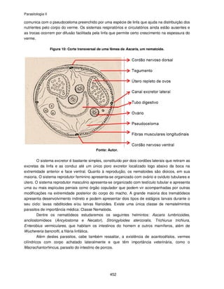 Parasitologia II
452
comunica com o pseudoceloma preenchido por uma espécie de linfa que ajuda na distribuição dos
nutrientes pelo corpo do verme. Os sistemas respiratórios e circulatórios ainda estão ausentes e
as trocas ocorrem por difusão facilitada pela linfa que permite certo crescimento na espessura do
verme.
Figura 10: Corte transversal de uma fêmea de Ascaris, um nematoide.
Fonte: Autor.
O sistema excretor é bastante simples, constituído por dois cordões laterais que retiram as
excretas da linfa e as conduz até um único poro excretor localizado logo abaixo da boca na
extremidade anterior e face ventral. Quanto à reprodução, os nematoides são dioicos, em sua
maioria. O sistema reprodutor feminino apresenta-se organizado com ovário e oviduto tubulares e
útero. O sistema reprodutor masculino apresenta-se organizado com testículo tubular e apresenta
uma ou mais espículas peniais como órgão copulador que podem vir acompanhadas por outras
modificações na extremidade posterior do corpo do macho. A grande maioria dos trematódeos
apresenta desenvolvimento indireto e podem apresentar dois tipos de estágios larvais durante o
seu ciclo: lavas rabditoides e/ou larvas filarioides. Existe uma única classe de nematelmintos
parasitos de importância médica: Classe Nematoda.
Dentre os nematódeos estudaremos os seguintes helmintos: Ascaris lumbricoides,
ancilostomídeos (Ancylostoma e Necator), Strongyloides stercoralis, Trichiurus trichiura,
Enterobius vermiculares, que habitam os intestinos do homem e outros mamíferos, além de
Wuchereria bancrofti, a filária linfática.
Além destes parasitos, cabe também ressaltar, a existência de acantocéfalos, vermes
cilíndricos com corpo achatado lateralmente e que têm importância veterinária, como o
Macrachantorhincus, parasito do intestino de porcos.
 