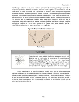 Parasitologia II
455
mamífero que estiver na água, porém o ciclo só tem continuidade com a penetração ocorrendo no
hospedeiro permissivo. No caso da cercária, isto inclui várias espécies de mamíferos. No caso do
ser humano, ao entrar em contato com a água onde há cercárias, estas são capazes de penetrar
ativamente a pele e, durante o processo, perdem a cauda, o revestimento glicoproteico de seu
tegumento e o conteúdo das glândulas digestivas. Deste modo, o que chega ao interstício é o
esquistossômulo, ou verme jovem, que migra via sangue até o pulmão, passando pelo coração.
Em seguida, por via sanguínea (coração, aorta, parênquima hepático), ainda ou por via
transtissular (parênquima pulmonar, pleura, cavidade torácica, diafragma, cápsula hepática,
parênquima hepático) o verme jovem chega até o fígado onde, após acasalar, ganha a
maturidade sexual e vive nos vasos sanguíneos intra-hepáticos.
Figura 13: Cercária do Schistosoma mansoni
Fonte: Autor.
TÁ NA WEB!!!
Aproveite mais estes atalhos eletrônicos, acessados em 27 mai.
2012, e veja os movimentos da cercária do S. mansoni dentro
(http://youtu.be/XQAMohRRVB0) e fora do esporocisto
(http://youtu.be/hQUJ-FpgimA), além do esquistossômulo ou do
verme jovem (http://youtu.be/k50iogTg-oU), gerado in vitro, e que é
o responsável pela migração do parasito dentro de nosso corpo.
Com o acasalamento, na hora da ovipostura, o casal migra para as veias mesentéricas
inferiores onde libera os ovos, na proximidade da mucosa intestinal. Entretanto, para atravessar a
parece do vaso, o interstício da mucosa e o epitélio intestinal, o ovo conta com a força mecânica
de seu empilhamento para romper e avançar. Durante este processo, geralmente se dá a
embrionia, deste modo os ovos com miracídios são eliminados na luz intestinal e, junto com as
fezes, ganham o meio ambiente.
 