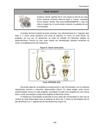 Parasitologia II
459
FIQUE LIGADO!!!
A palavra ”taenia” significa fita! É uma alusão ao fato de que este
verme, bastante comprido, dobra-se sobre si mesmo, ocupando
menos espaço! Acesse http://youtu.be/9MxI2bMwFNE e veja em
vídeo a imagem de um verme adulto e observe a qualidade de sua
movimentação.
O escólex de tênia é dotado de quatro ventosas, mas, diferentemente da T. saginata, além
disto, a T. solium ainda apresenta uma coroa de espinhos no rostro, em duas fileiras. Os
proglotes, por sua vez, se apresentam ao longo do estróbilo em diferentes estágios de
desenvolvimento. Próximo ao colo, onde nascem por estrobilização (partição transversal do
corpo), os proglotes jovens são masculinos.
Figura 14: Taenia: verme adulto
Fonte: VIRTUOUS, 2012.
Na porção seguinte, os proglotes já amadureceram e são hermafroditas, com os sistemas
reprodutores, feminino e masculino, desenvolvidos (Figura 15). Neste estágio, pode ocorrer
autofecundação interna em cada proglotes, fecundação cruzada entre proglotes de uma mesma
tênia e, ainda, fecundação cruzada entre proglotes de diferentes vermes.
À medida que a fecundação vai gerando os ovos, estes são armazenados no útero que se
ramifica de modo diferenciado entre as espécies de tênia. Na T. solium as ramificações são do
tipo dendríticas e na T. saginata são do tipo dicotômicas (Figura 16).
 