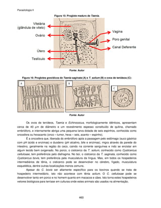 Parasitologia II
460
Figura 15: Proglote maduro de Taenia.
Fonte: Autor
Figura 16: Proglotes gravídicos de Taenia saginata (A) e T. solium (B) e ovos de tenídeos (C):
Fonte: Autor
Os ovos de tenídeos, Taenia e Echinococus, morfologicamente idênticos, apresentam
cerca de 40 µm de diâmetro e um revestimento espesso constituído de quitina, chamado
embrióforo, e internamente abriga uma pequena larva dotada de seis espinhos, conhecida como
oncosfera ou hexacanto (onco – tumor, hexa – seis, acanto – espinho).
É a oncosfera que, liberada do embrióforo após a passagem pelo estômago (suco gástrico
com pH ácido e enzimas) e duodeno (pH alcalino, bile e enzimas), migra através da parede do
intestino, geralmente na região do ceco, caindo na corrente sanguínea e indo se encistar em
algum tecido bem oxigenado. No porco, o cisticerco da T. solium, conhecido como Cysticercus
cellulosae, tem preferência pelo diafragma. No boi, o cisticerco da T. saginata, conhecido como
Cysticercus bovis, tem preferência pela musculatura da língua. Mas, em todos os hospedeiros
intermediários de tênia, o cisticerco pode se desenvolver no cérebro, fígado, musculatura
esquelética, dentre outras localizações menos comuns.
Apesar do C. bovis ser altamente específico para os bovinos quando se trata de
hospedeiro intermediário, isto não acontece com tênia solium. O C. cellulosae pode se
desenvolver tanto em porco e no homem quanto em macacos e cães. Isto torna estes hospedeiros
vetores biológicos para teníase em culturas onde estes animais são usados na alimentação.
 