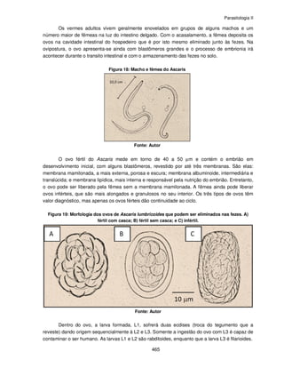 Parasitologia II
465
Os vermes adultos vivem geralmente enovelados em grupos de alguns machos e um
número maior de fêmeas na luz do intestino delgado. Com o acasalamento, a fêmea deposita os
ovos na cavidade intestinal do hospedeiro que é por isto mesmo eliminado junto às fezes. Na
ovipostura, o ovo apresenta-se ainda com blastômeros grandes e o processo de embrionia irá
acontecer durante o transito intestinal e com o armazenamento das fezes no solo.
Figura 18: Macho e fêmea do Ascaris
Fonte: Autor
O ovo fértil do Ascaris mede em torno de 40 a 50 µm e contém o embrião em
desenvolvimento inicial, com alguns blastômeros, revestido por até três membranas. São elas:
membrana mamilonada, a mais externa, porosa e escura; membrana albuminoide, intermediária e
translúcida; e membrana lipídica, mais interna e responsável pela nutrição do embrião. Entretanto,
o ovo pode ser liberado pela fêmea sem a membrana mamilonada. A fêmea ainda pode liberar
ovos inférteis, que são mais alongados e granulosos no seu interior. Os três tipos de ovos têm
valor diagnóstico, mas apenas os ovos férteis dão continuidade ao ciclo.
Figura 19: Morfologia dos ovos de Ascaris lumbricoides que podem ser eliminados nas fezes. A)
fértil com casca; B) fértil sem casca; e C) infértil.
Fonte: Autor
Dentro do ovo, a larva formada, L1, sofrerá duas ecdises (troca do tegumento que a
reveste) dando origem sequencialmente à L2 e L3. Somente a ingestão do ovo com L3 é capaz de
contaminar o ser humano. As larvas L1 e L2 são rabditoides, enquanto que a larva L3 é filarioides.
 