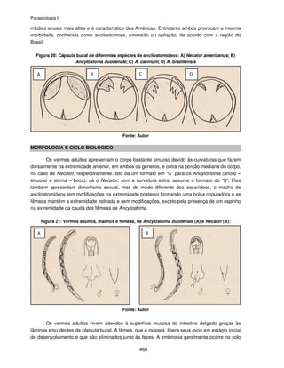 Parasitologia II
468
médias anuais mais altas e é característico das Américas. Entretanto ambos provocam a mesma
morbidade, conhecida como ancilostomose, amarelão ou opilação, de acordo com a região do
Brasil.
Figura 20: Cápsula bucal de diferentes espécies de ancilostomídeos: A) Necator americanus; B)
Ancylostoma duodenale; C) A. caninum; D) A. braziliensis
Fonte: Autor
MORFOLOGIA E CICLO BIOLÓGICO
Os vermes adultos apresentam o corpo bastante sinuoso devido às curvaturas que fazem
dorsalmente na extremidade anterior, em ambos os gêneros, e outra na porção mediana do corpo,
no caso de Necator, respectivamente. Isto dá um formato em “C” para os Ancylostoma (ancilo –
sinuoso e stoma – boca). Já o Necator, com a curvatura extra, assume o formato de “S”. Eles
também apresentam dimorfismo sexual, mas de modo diferente dos ascarídeos, o macho de
ancilostomídeos tem modificações na extremidade posterior formando uma bolsa copuladora e as
fêmeas mantém a extremidade estirada e sem modificações, exceto pela presença de um espinho
na extremidade da cauda das fêmeas de Ancylostoma.
Figura 21: Vermes adultos, machos e fêmeas, de Ancylostoma duodenale (A) e Necator (B):
Fonte: Autor
Os vermes adultos vivem aderidos à superfície mucosa do intestino delgado graças às
lâminas e/ou dentes da cápsula bucal. A fêmea, que é ovípara, libera seus ovos em estágio inicial
de desenvolvimento e que são eliminados junto às fezes. A embrionia geralmente ocorre no solo
 
