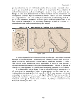 Parasitologia II
469
que deve estar úmido, mas sem incidência da luz solar. Uma vez no solo, o ovo eclode e libera a
lavra L1 que é rabditoide e tem cerca de 300 µm de comprimento. A larva rabditoide de
ancilostomídeos apresenta cauda sem modificações e possui um longo vestíbulo bucal que a
distingue de outras larvas. Esta se alimenta da matéria orgânica ali presente, cresce e sofre uma
ecdise para L2. Após nova etapa de crescimento e uma nova ecdise, o solo estará contaminado
com L3, agora filarioide e com cerca de 500 µm de comprimento, portadora do tegumento de L2
que lhe serve como bainha. Esta bainha lhe confere grande resistência às adversidades do solo,
como excesso de umidade (chuva e/ou enxurradas), desidratação do solo e até a luz solar. L3 é a
larva infestante e pode sobreviver no solo por algumas semanas.
Figura 22: Ovo (A) e larvas rabditoide (B) e filarioides (C) de ancilostomídeos:
Fonte: Autor
O contato da pele com o solo contaminado com L3 permite que a larva penetre ativamente
até chegar ao conjuntivo e ganhar a corrente sanguínea. Pelo sangue, a larva chega ao coração e
pulmão. Durante esta passagem para o pulmão, L4 sofre nova ecdise originando a L5. Esta é
capaz de subir o trato respiratório e irritar a glote levando ao reflexo da tosse. Ao tossir, o
hospedeiro acaba ingerindo L5 que cai no tubo digestivo passando a colonizar as glândulas de
Lieberkühn no intestino delgado. L5, iniciando aqui a hematofagia, amadurece em verme adulto.
O contágio também pode se dar por via oral, ou seja, a L3 infestante que se encontra no
solo pode contaminar água de beber, frutas e hortaliças a serem ingeridas cruas e com isso a
infecção se daria através da ingestão. Neste caso, não há ciclo de Looss (passagem pelo pulmão)
e os estágios larvais se desenvolverão no tudo digestivo. Não há diferenças nos períodos de
incubação (da infecção até o aparecimento dos primeiros sintomas intestinais) ou pré-patente (da
infecção até a eliminação de ovos nas fezes, permitindo o diagnóstico) quando se comparam as
duas vias de infecção, percutânea e oral.
 