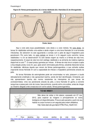 Parasitologia II
472
Figura 23: Fêmea partenogenética (A) e larvas rabditoide (B) e filarioides (C) de Strongyloides
stercoralis:
Fonte: Autor.
Aqui o ciclo abre duas possibilidades: ciclo direto e o ciclo indireto. No ciclo direto, as
larvas 3n rabditoides sofrerão uma ecdise e darão origem a uma larva filarioide 3n e se tornarão
infectantes. Se estiverem no solo aguardarão o contato com a pele de algum hospedeiro para
penetrarem. Por outro lado, no ciclo indireto as larvas n e 2n seguem outro caminho: larvas
rabditoides n e 2n se desenvolvem no solo dando origem ao macho e à fêmea de vida livre,
respectivamente. O casal de vida livre tem esôfago rabditoide e se alimenta da matéria orgânica
disponível no solo 24
. O casal produz gametas por mitose. A fêmea de vida livre é ovípara e após
a fecundação produz ovos 3n, que, após serem eliminados pela fêmea, eclodirão liberando larvas
3n rabditoide, idênticas àquela que vieram da fêmea partenogenética, e que sofrerão ecdise
originando larvas filarioide 3n com a capacidade de infectar o hospedeiro penetrando através da
pele.
As larvas filarioides de estrongiloides pode ser encontradas no solo, possuem a cauda
delicadamente entalhada e não apresentam bainha, sendo de fácil identificação. Entretanto, por
não apresentarem bainha são menos resistentes às intempéries do que larvas de
ancilostomídeos. Uma vez penetrando através da pele, a larva filarioide 3n ganha a corrente
sanguínea e passa pelo ciclo de Looss, fase pulmonar, quando sofre uma ecdise, antes de chegar
ao intestino delgado onde amadurece em verme adulto, fêmea partenogenética.
TÁ NA WEB!!!
Não deixe de visitar o link abaixo, acessado em 27 mai.
2012, para explorar as imagens e principalmente os ciclos
biológicos ali disponibilizados. Procure pelo parasito a partir do seu
habitat no corpo humano e em seguida pela ordem alfabética.
http://www.dpd.cdc.gov/dpdx/HTML/Para_Health.htm
24
Para detalhes dos vermes adultos de vida livre, acesse:
http://www.dpd.cdc.gov/dpdx/html/imagelibrary/s-z/strongyloidiasis/body_Strongyloidiasis_il3.htm (USA
2005).
 