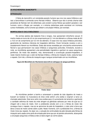 Parasitologia II
482
20.WUCHERERIA BANCROFTI
INTRODUÇÃO
2 filária de bancrofiti é um nematoide parasito humano que vive nos vasos linfáticos e por
isso a bancroftose é conhecida como filaríase linfática. Observe que não é correto chamar esta
parasitose de filariose nem de elefantíase, pois existem outras filárias que podem parasitar o ser
humano, como a Brugia, por exemplo, e o sintoma elefantíase pode acontecer em inúmeras
outras morbidades, como tumores que afetam a circulação linfática, por exemplo.
MORFOLOGIA E CICLO BIOLÓGICO
Os vermes adultos são bastante finos e longos, mas apresentam dimorfismo sexual. O
macho mede em torno de 4,0 cm de comprimento por 0,1 mm de diâmetro e a fêmea mede de 8,0
a 10,0 cm de comprimento por 0,3 mm de diâmetro. O casal vive nos vasos linfáticos profundos,
geralmente de membros inferiores do hospedeiro definitivo. Vivem formando novelos e com o
acasalamento liberam as microfilárias. Estas são larvas revestidas por uma bainha extremamente
flexível e que permanecem nos vasos linfáticos e sanguíneos profundos. Entretanto, durante a
noite, as microfilárias apresentam uma periodicidade migratória e ganham os vasos sanguíneos
periféricos. De modo não aleatório, mas, demonstrando a co-evolução parasito-hospedeiro, é
neste mesmo horário que o vetor da filaríase linfática, a fêmea do mosquito Culex, costuma fazer
o repasto. Com isto, a fêmea do mosquito suga o sangue contaminado com as microfilárias.
Figura 28: Microfilária de Wuchereria bancrofti em esfregaço de sangue periférico
Fonte: Autor
As microfiárias perdem a bainha e atravessam a parede do tubo digestivo do inseto e
buscam se localizar na musculatura do tórax onde sofrem uma ecdise e originam a larva L2,
chamada salsichoide. Esta larva sofre nova ecdise para L3 aumentando de tamanho e ganhando
a cavidade celômica do inseto de onde atingem as glândulas salivares por meio do qual as L3
chegam até a boca do inseto. Com a probóscida ocluída com a L3, a fêmea do Culex não
consegue fazer o repasto, mas ao se aproximar da pele do hospedeiro, o calor atrai a larva que
deixa a boca do inseto caindo sobre a pele. Neste momento, com a probóscida livre, a fêmea do
Culex inicia seu repasto. Ao alçar voo, a solução de continuidade da pele deixada pela fêmea do
mosquito será usada como porta de entrada pela larva que por ali penetra ativamente, alcançando
a circulação sanguínea e linfática onde L3 dará origem ao verme adulto.
 