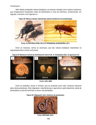 Parasitologia II
492
Além destes artrópodes vetores biológicos, as moscas e baratas como vetores mecânicos,
que simplesmente transportam cistos de protozoários e ovos de helmintos, contaminando, em
seguida, o alimento a ser ingerido cru.
Figura 32: Mosca e barata, importantes vetores mecânicos em parasitologia.
Fonte: A) PESTSOLUTION, 2012; B) TESSINARIA ASSESSORIA, 2011.
Entre os moluscos, temos os caramujos, que são vetores biológicos importantes na
esquistossomose e outras verminoses.
Figura 33: Moluscos vetores de Schistosoma manoni (A), S. hematobium (B) e S. japonicum (C)
Fonte: USA, 2009.
Entre os anelídeos, temos a minhoca, que se comporta como vetor mecânico relevante
para várias parasitoses. Este oligoqueto, importante para a agricultura, pode disseminar cistos de
protozoários e ovos de helmintos no solo e nas plantações.
Figura 34: Oligoqueto vetor mecânico de parasitoses:
Fonte: MATHIAS, 2012.
 