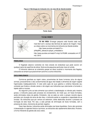 Parasitologia II
421
Figura 2: Morfologia do trofozoíto (A) e do cisto (B) de Giardia lamblia:
A) B)
Fonte: Autor.
TÁ NA WEB!!!
TÁ NA WEB: Enxergar pequeno está ficando cada vez
mais fácil com o avanço das técnicas de captura de imagem. Veja
os vídeos sobre os movimentos do trofozoíto da Giardia lamblia:
http://www.youtube.com/watch?v=-
yIHkq9R5_c&feature=player_embedded e
http://www.youtube.com/watch?v=byJ1JcYEd98, acessados em 27
mai. 2012.
FISIOLOGIA
O flagelado absorve nutrientes do meio através de endocitose que pode ocorrer em
qualquer parte da superfície da célula. Nutre-se de pequenas partículas ricas em amido.
O trofozoíto adere-se ao enterócito graças ao disco suctorial e movimento dos flagelos,
colocando-se sempre que possível bem próximo a outros trofozoítos.
CICLO BIOLÓGICO
Contrai-se giardíase ao ingerir cistos, provenientes de fezes humanas (e/ou de alguns
animais, provavelmente o cão) contaminantes de água não tratada e alimentos de origem vegetal
higienizados inadequadamente. O cisto sofre ação do suco gástrico e entérico liberando seu
conteúdo que finaliza a divisão celular e dá origem aos trofozoítos que colonizarão e formarão o
tapete sobre a mucosa.
Ao seguirem junto ao bolo alimentar que sofrerá a desidratação no trânsito pelo intestino
grosso, o trofozoíto passa pelo processo de encistamento, de modo que, em fezes formadas,
serão eliminados cistos de giárdia. Entretanto, não se sabe ao certo o porquê, durante alguns
períodos com duração de cerca de dez dias, o trofozoíto perde ou suspende a capacidade de se
encistar. Os trofozoítos que por ventura ali estiveram, serão destruídos durante o processo de
formação do bolo fecal. Por isso, a este período de eliminação de fezes formadas, sem a
presença de cistos, chamamos de período negativo.
Caso haja diarreia, trofozoítos serão eliminados nas fezes liquefeitas. Como são sensíveis
à dessecação e a agentes físicos e químicos, os trofozoítos são rapidamente destruídos. Portanto,
a forma infectante da giárdia são seus cistos.
 