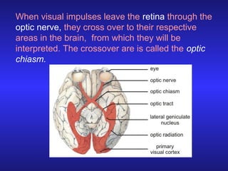 When visual impulses leave the retina through the
optic nerve, they cross over to their respective
areas in the brain, fro...