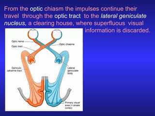 From the optic chiasm the impulses continue their
travel through the optic tract to the lateral geniculate
nucleus, a clearing house, where superfluous visual
information is discarded.

 