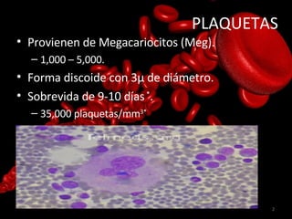 PLAQUETAS <ul><li>Provienen de Megacariocitos (Meg). </li></ul><ul><ul><li>1,000 – 5,000. </li></ul></ul><ul><li>Forma dis...