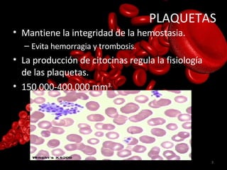 PLAQUETAS <ul><li>Mantiene la integridad de la hemostasia. </li></ul><ul><ul><li>Evita hemorragia y trombosis. </li></ul><...