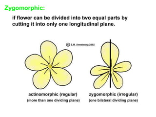 8-Pollination & Fecundation.ppt