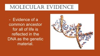 8-Process-of-Evolution (1). For science subject | PDF