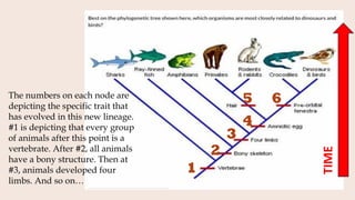 8-Process-of-Evolution (1). For science subject | PDF