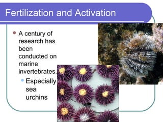 Fertilization and Activation
 A  century of
   research has
   been
   conducted on
   marine
   invertebrates.
    Especially
      sea
      urchins
 