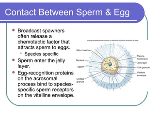 Contact Between Sperm & Egg
    Broadcast spawners
     often release a
     chemotactic factor that
     attracts sperm to eggs.
        Species specific
    Sperm enter the jelly
     layer.
    Egg-recognition proteins
     on the acrosomal
     process bind to species-
     specific sperm receptors
     on the vitelline envelope.
 