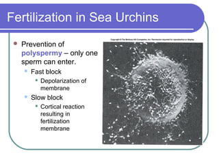 Fertilization in Sea Urchins
    Prevention of
     polyspermy – only one
     sperm can enter.
        Fast block
             Depolarization of
              membrane
        Slow block
             Cortical reaction
              resulting in
              fertilization
              membrane
 