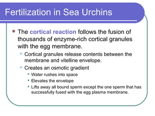 Fertilization in Sea Urchins
  The  cortical reaction follows the fusion of
   thousands of enzyme-rich cortical granules
   with the egg membrane.
    Cortical granules release contents between the
     membrane and vitelline envelope.
    Creates an osmotic gradient
        Water rushes into space
        Elevates the envelope

        Lifts away all bound sperm except the one sperm that has

         successfully fused with the egg plasma membrane.
 