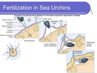 Fertilization in Sea Urchins
 