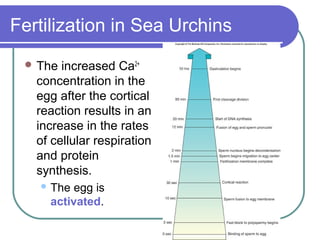 Fertilization in Sea Urchins
  The  increased Ca2+
   concentration in the
   egg after the cortical
   reaction results in an
   increase in the rates
   of cellular respiration
   and protein
   synthesis.
    The  egg is
     activated.
 