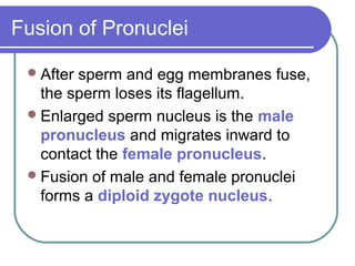 Fusion of Pronuclei

  Aftersperm and egg membranes fuse,
   the sperm loses its flagellum.
  Enlarged sperm nucleus is the male
   pronucleus and migrates inward to
   contact the female pronucleus.
  Fusion of male and female pronuclei
   forms a diploid zygote nucleus.
 