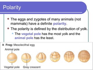 Polarity
  The eggs and zygotes of many animals (not
   mammals) have a definite polarity.
  The polarity is defined by the distribution of yolk.
     The vegetal pole has the most yolk and the
      animal pole has the least.
 