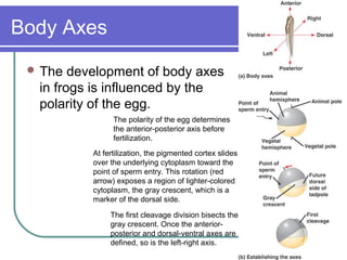 Body Axes
  The  development of body axes
  in frogs is influenced by the
  polarity of the egg.
                The polarity of the egg determines
                the anterior-posterior axis before
                fertilization.
          At fertilization, the pigmented cortex slides
          over the underlying cytoplasm toward the
          point of sperm entry. This rotation (red
          arrow) exposes a region of lighter-colored
          cytoplasm, the gray crescent, which is a
          marker of the dorsal side.

               The first cleavage division bisects the
               gray crescent. Once the anterior-
               posterior and dorsal-ventral axes are
               defined, so is the left-right axis.
 